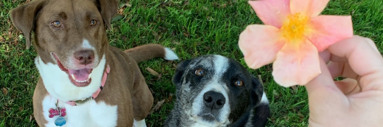 Nattttdog's profile banner image
