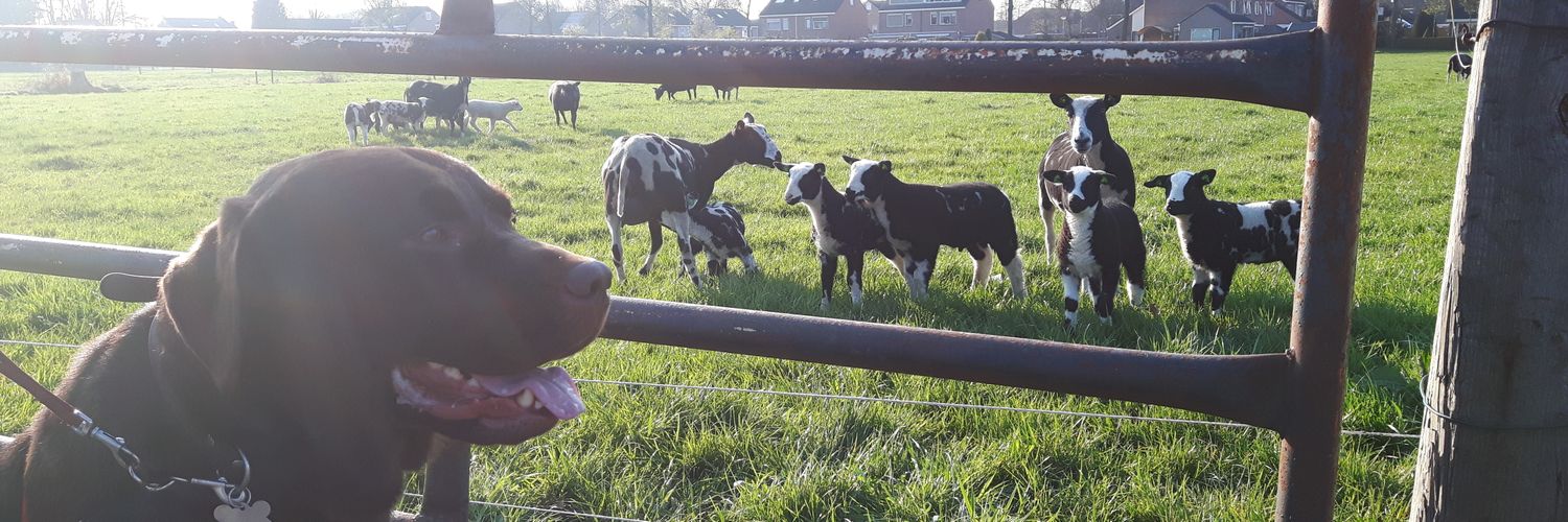 Marco van Doorn banner