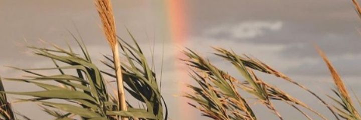 SofiRafaelli2's profile banner image