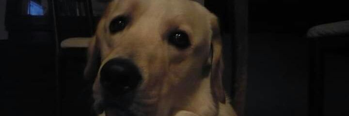 Flor_Difi's profile banner image