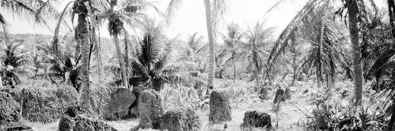 coconutoilmami_'s profile banner image