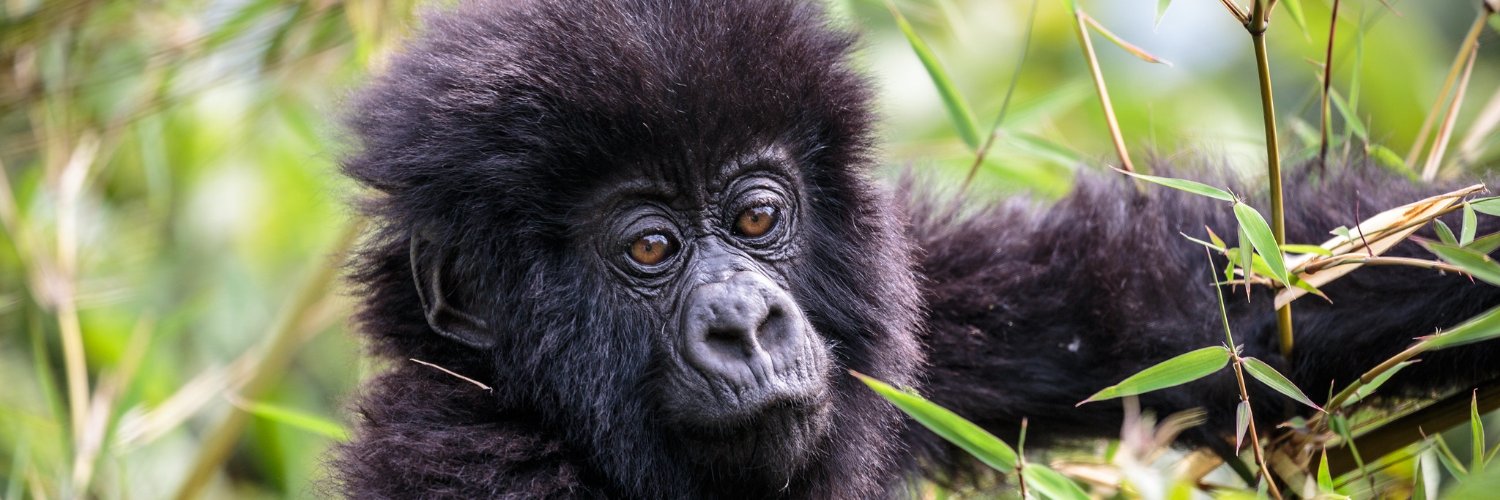 Gorillas_Org's profile banner image