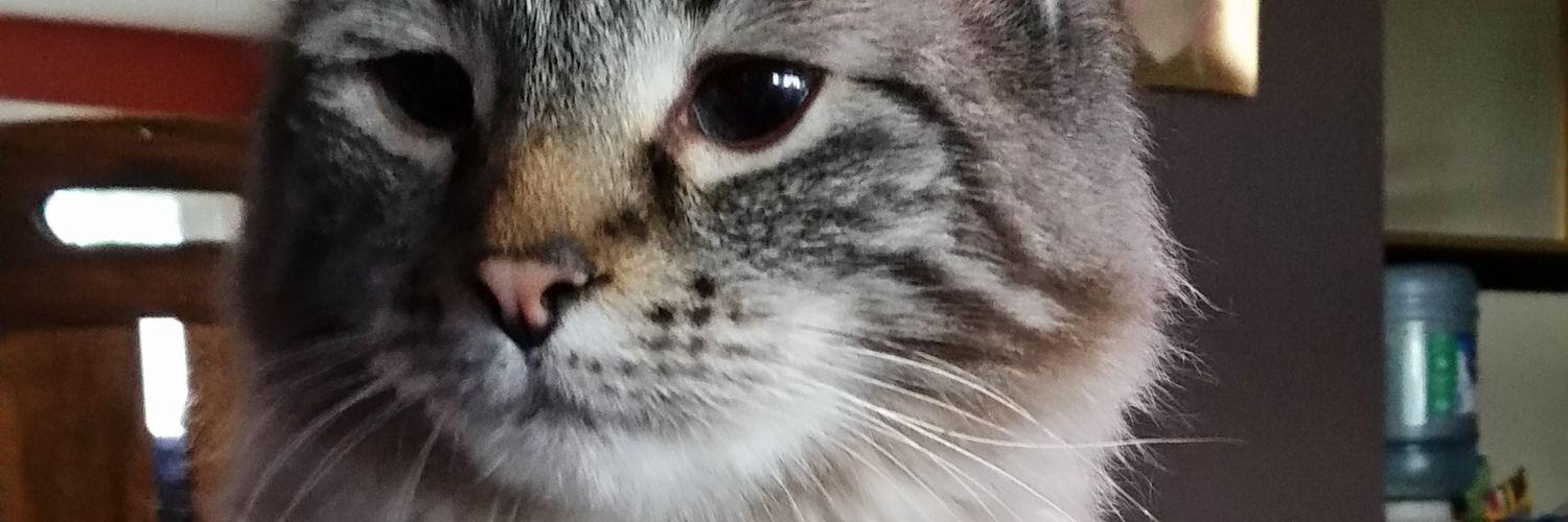 honeabeaboat's profile banner image