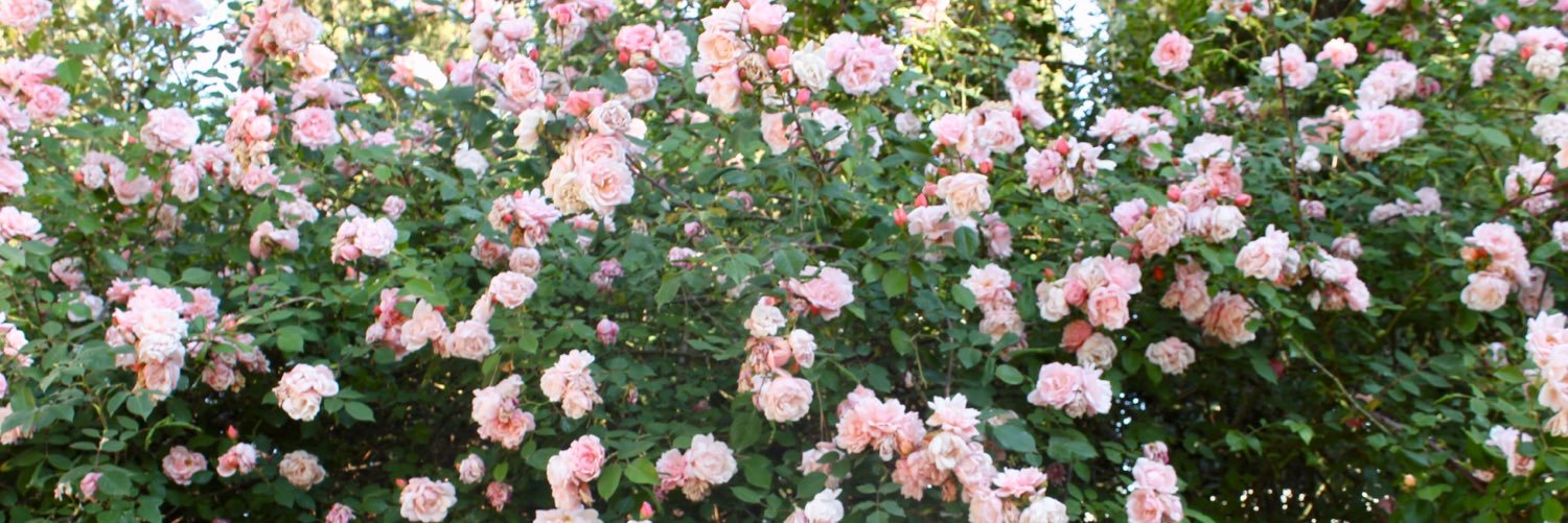 JennyConley13's profile banner image