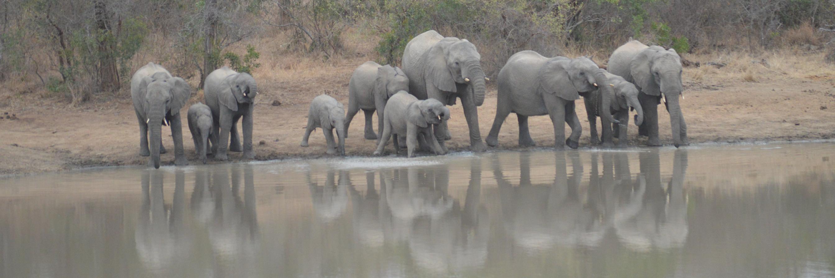 Natalie Gonnella-Platts banner