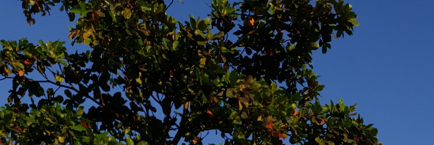 MarengWitty's profile banner image