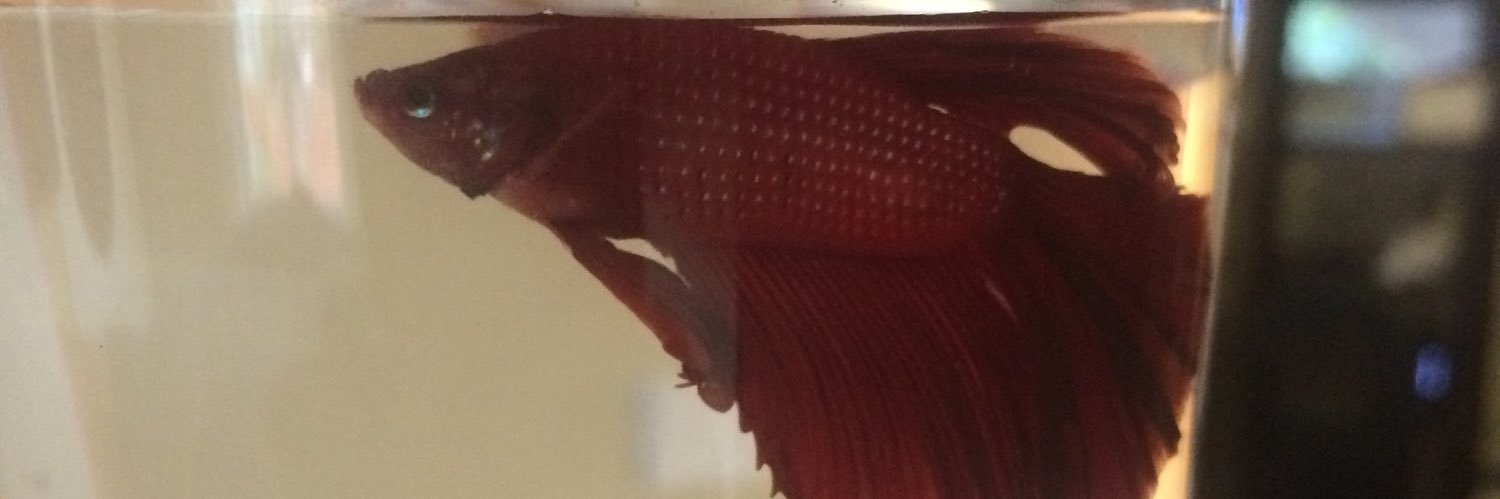 Qòle banner
