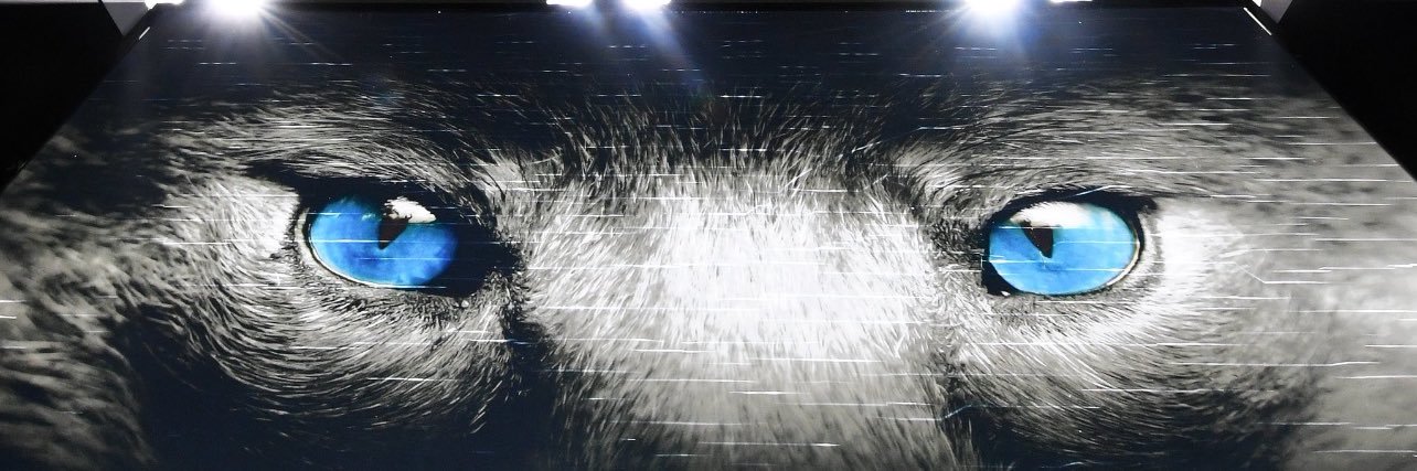 JoJo73 🦊💙 banner