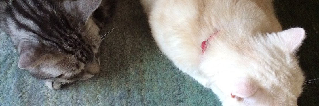 ふぉっぷ🐈 banner