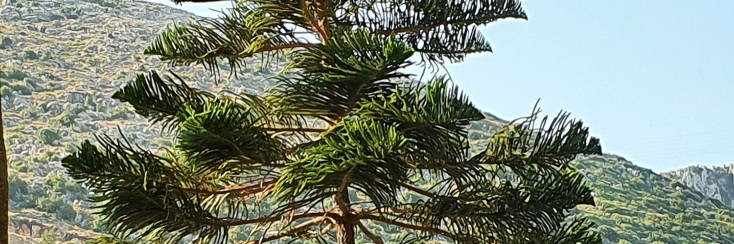 cebemed's profile banner image