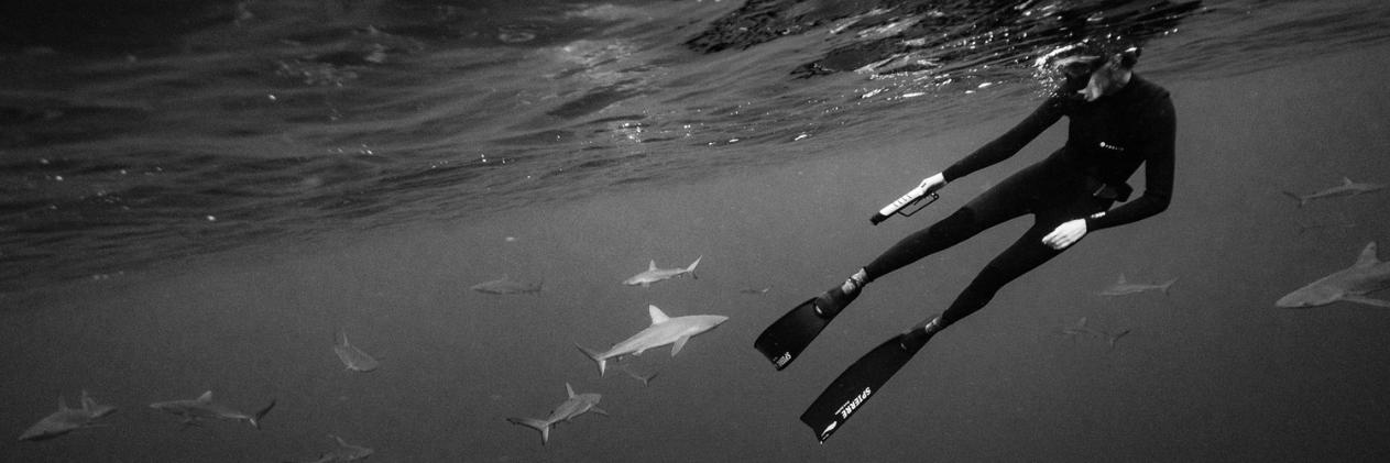 Shark_Shield's profile banner image