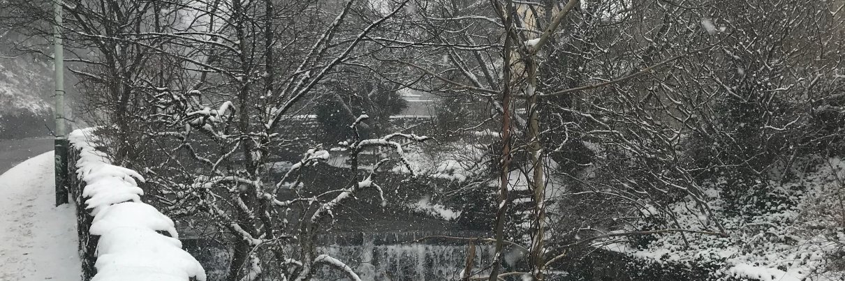 Kitty Millard banner