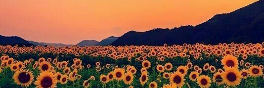 Thandii4's profile banner image
