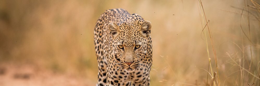 𝒮𝒽𝒶𝓃𝑒 banner