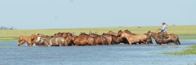 juan soliverez banner