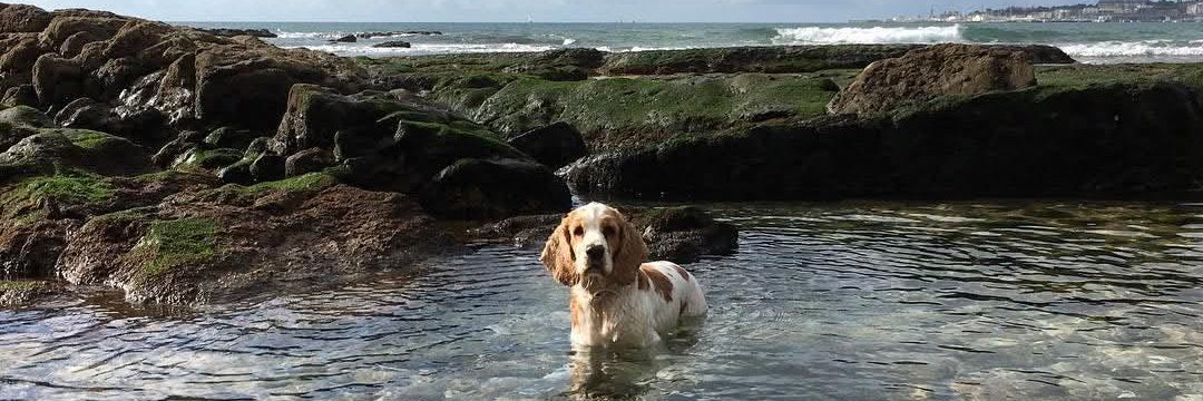 Zé Pedro Silva banner