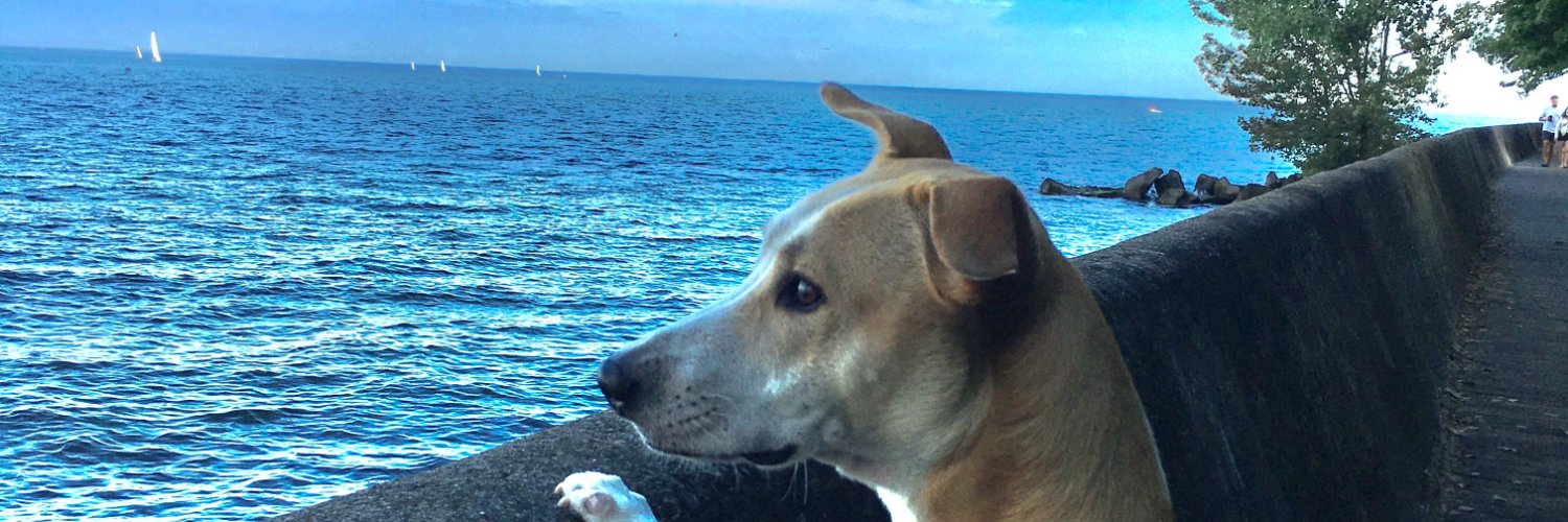 thisisyoyoyan's profile banner image