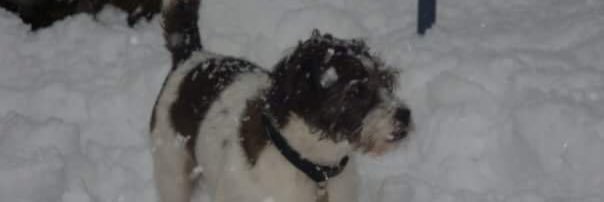 Dean Thompson banner