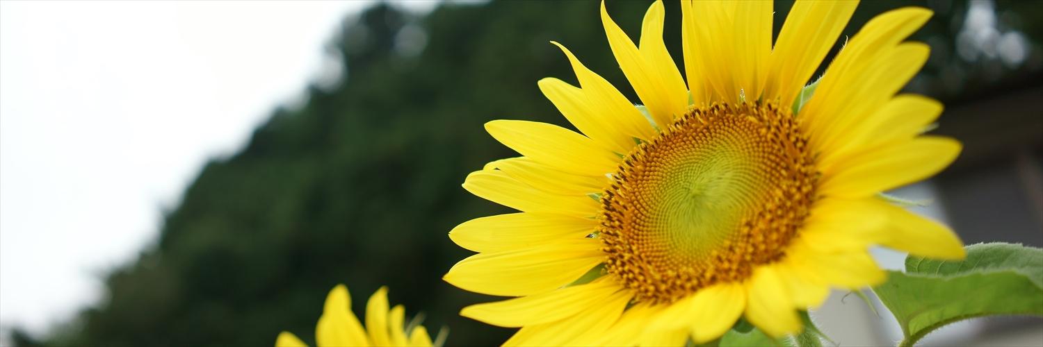 ハヤシケイ/KEI＠3/5(木)新曲 banner