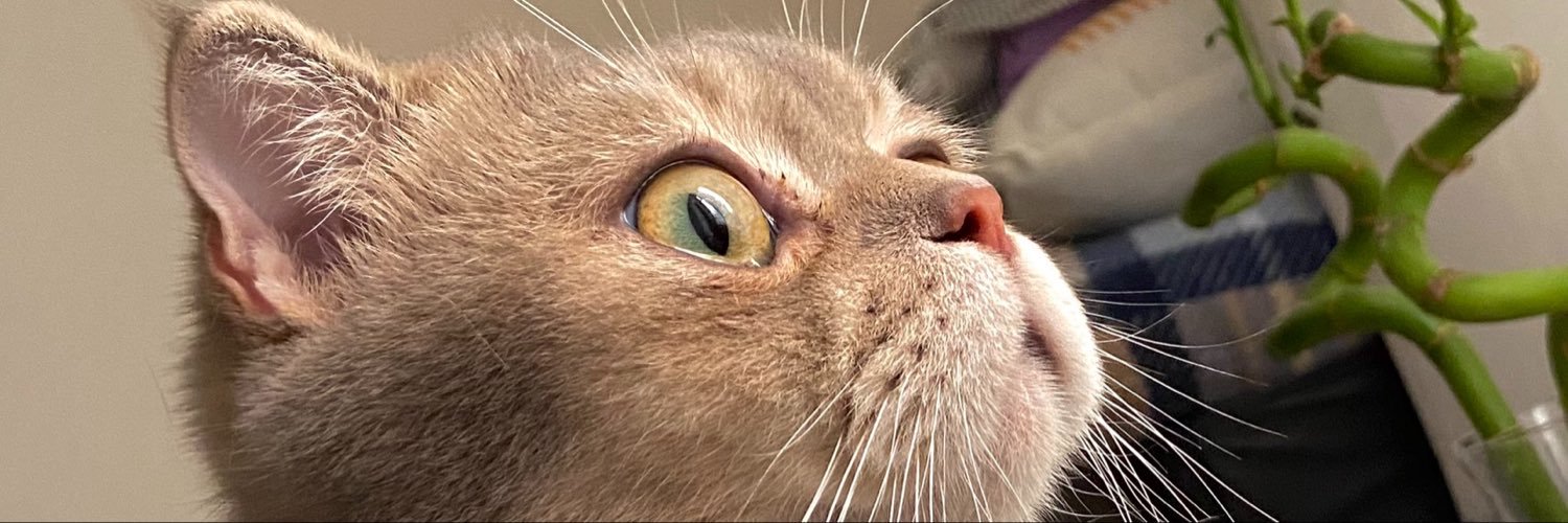 sokarotti's profile banner image