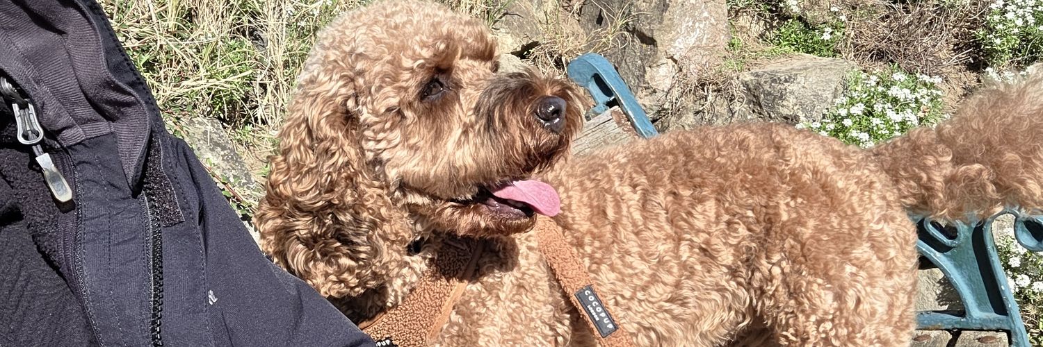 Lewis Batchelor banner