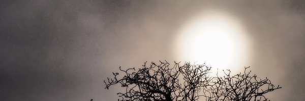 shallowgreys Profile Banner