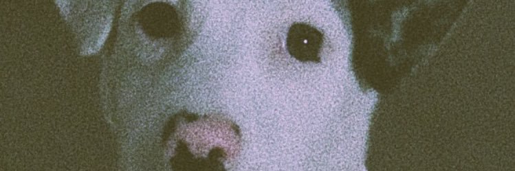 riorudolf's profile banner image