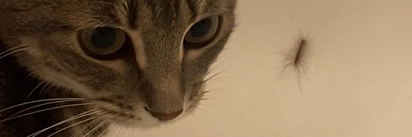 pablitchi's profile banner image