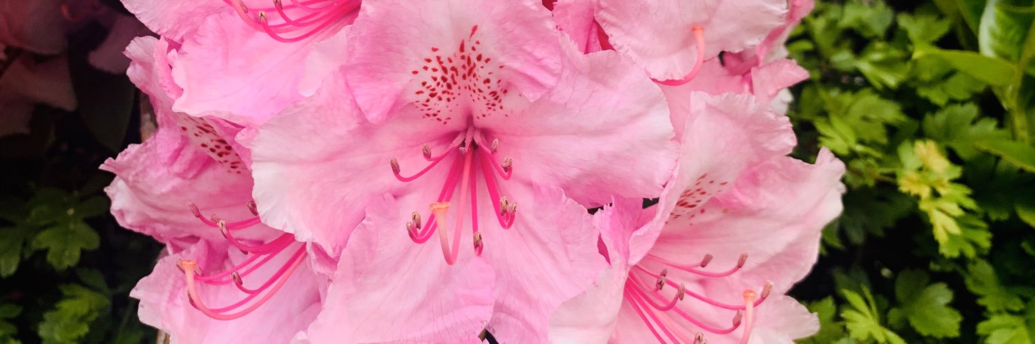 HannahTatton_'s profile banner image