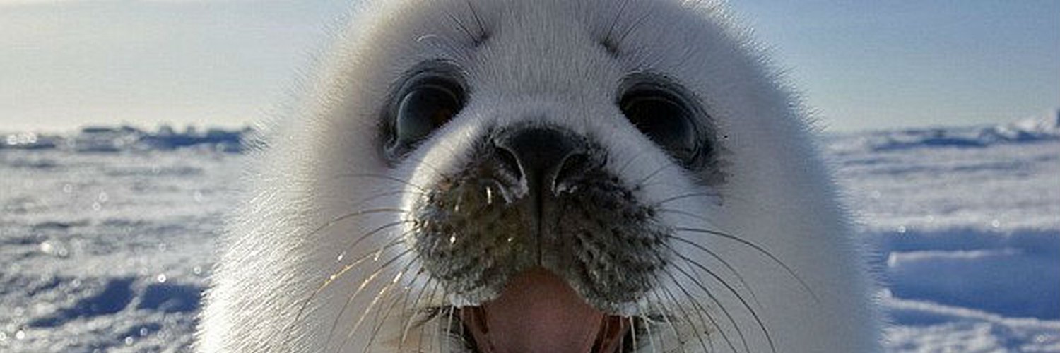 Isen Iuwantor banner