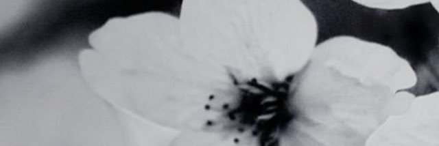 AlexisGandora's profile banner image