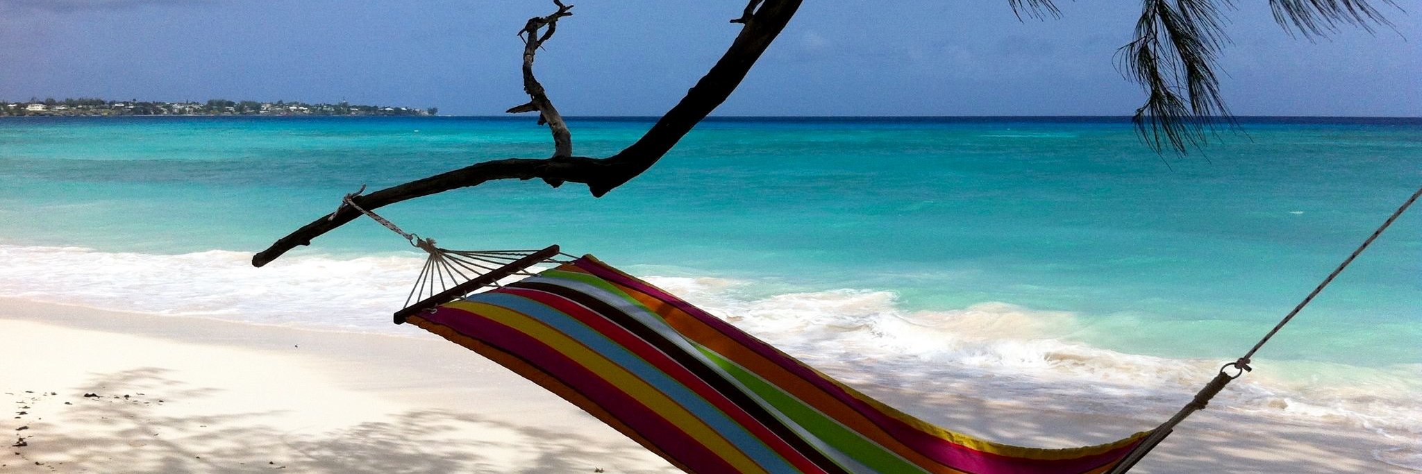 Barbara Trotman banner