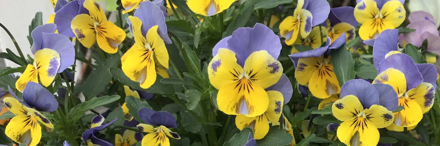 КИМУРА Сатоко banner