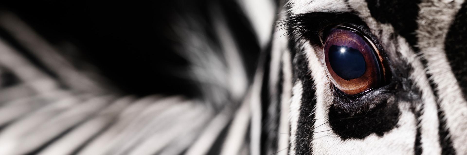 Highlander_Ro's profile banner image