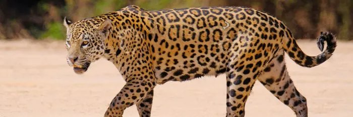 Traz o Pão banner