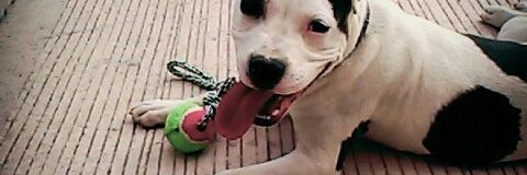 EsmeMIM's profile banner image