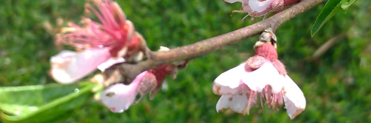 Vandelrio's profile banner image