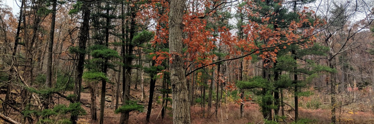 Jared Brothers banner