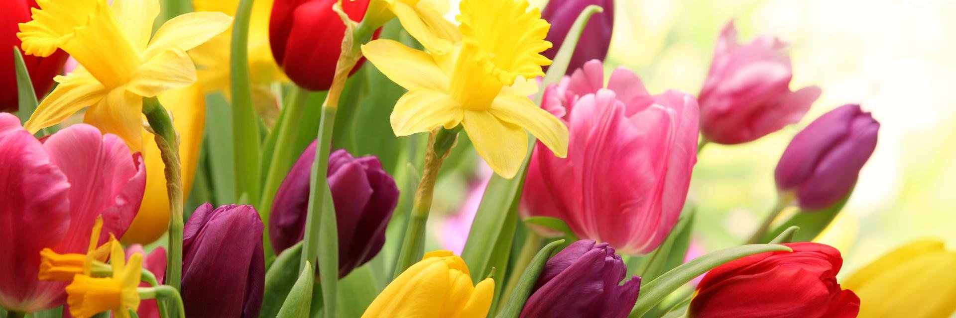 StevesFloralKS's profile banner image