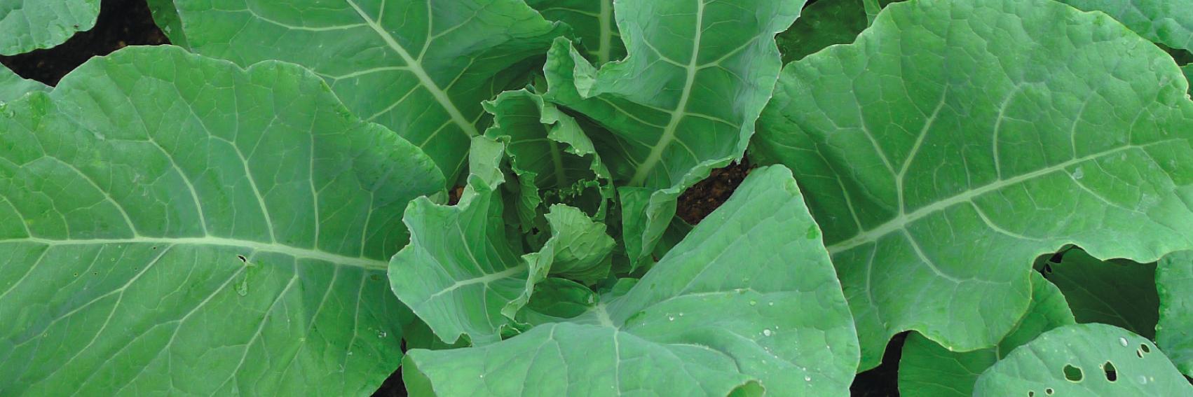 SilverLakeFarms's profile banner image