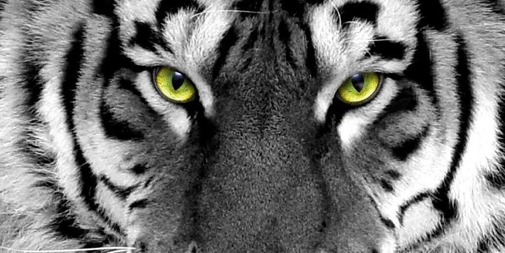 Kelvin Tim Tim banner