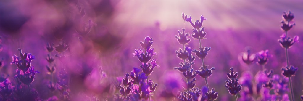 itsadonnathing's profile banner image