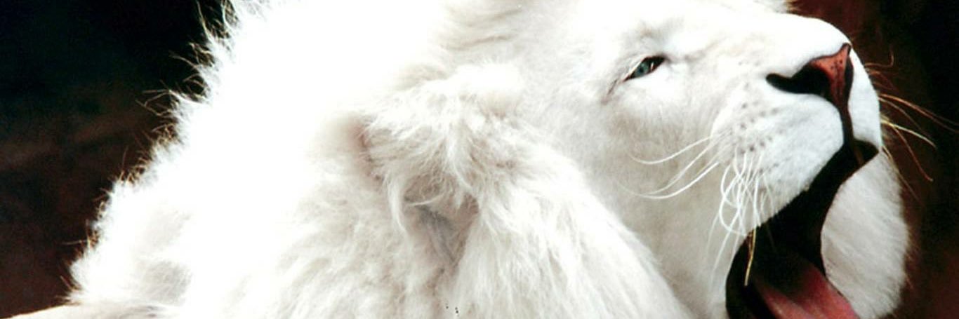 CocoMonetXos's profile banner image