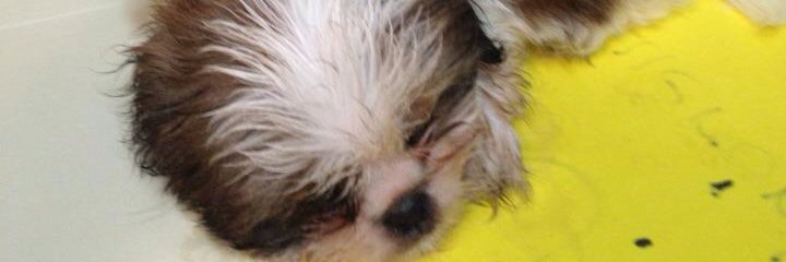 editha22's profile banner image