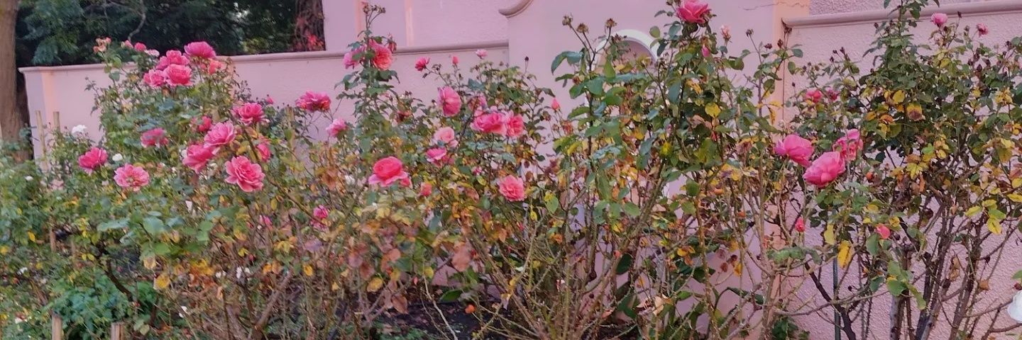 Mantsika Matooane banner