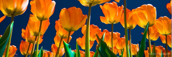 ShopStonecrest Profile Banner