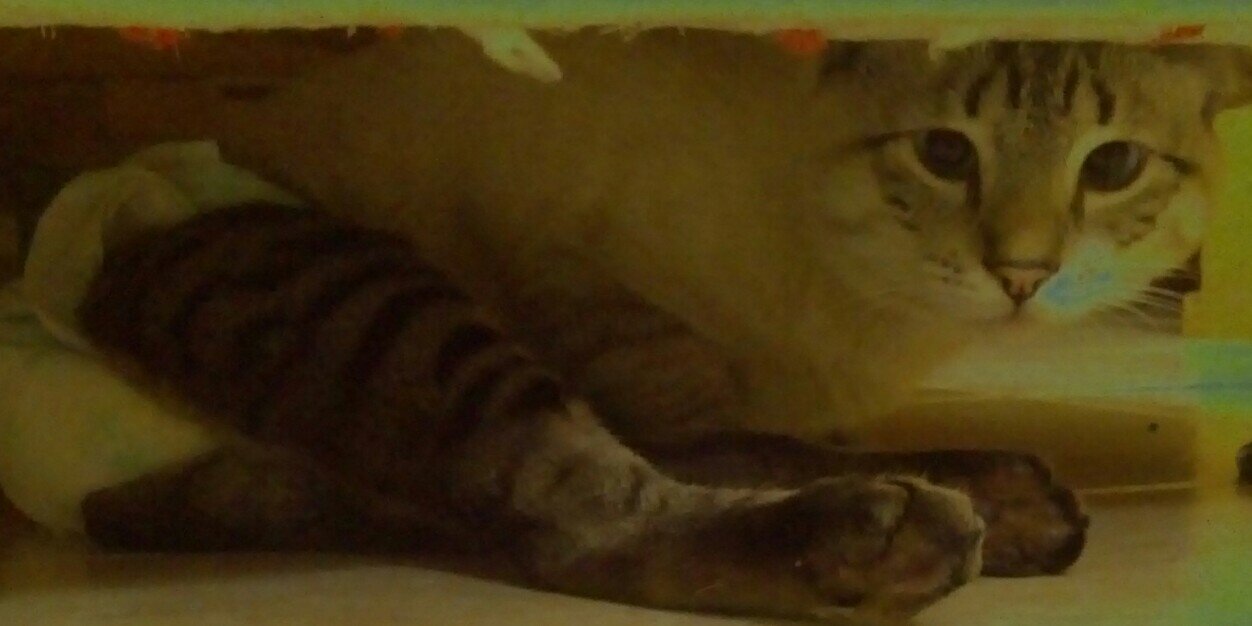 Alaide 1️⃣3️⃣🐙🐙🐙 banner