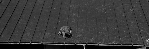 jake_romm Profile Banner