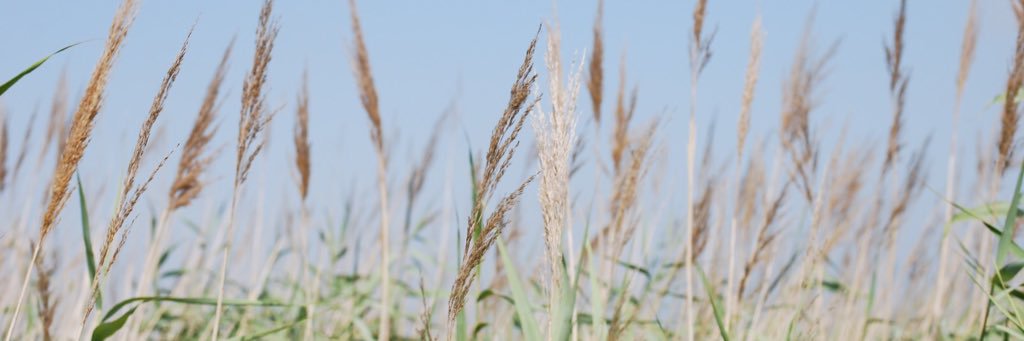 Clarissa Fleck banner