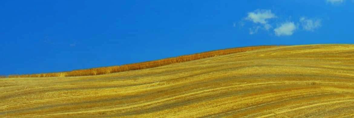 David Magradze banner